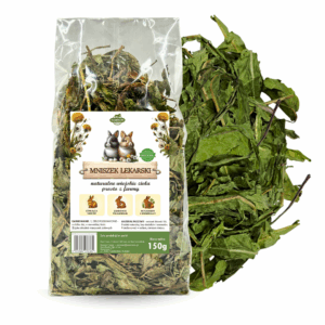 mniszek dla królika