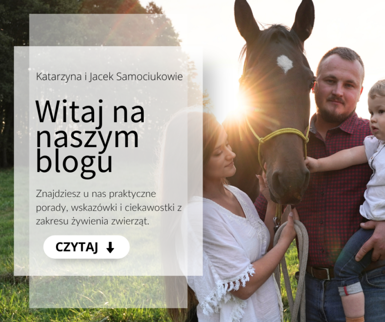 Blog o żywieniu koni