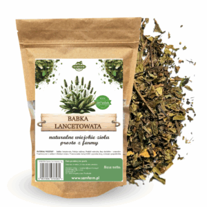 babka lancetowata rozkrusz