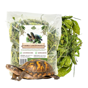 Babka lancetowata dla żółwi